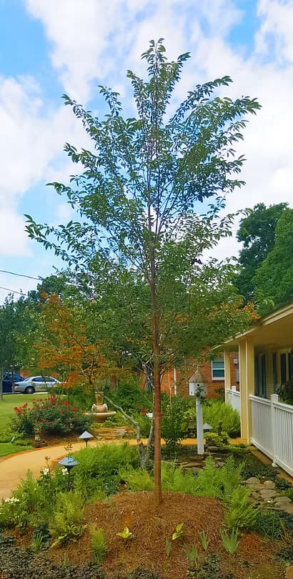 Landscape Designs 14