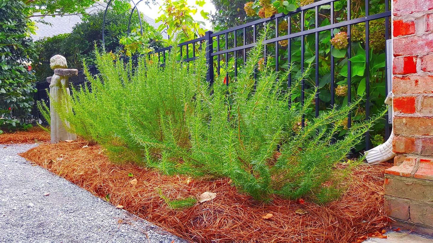 Featured landscape 1